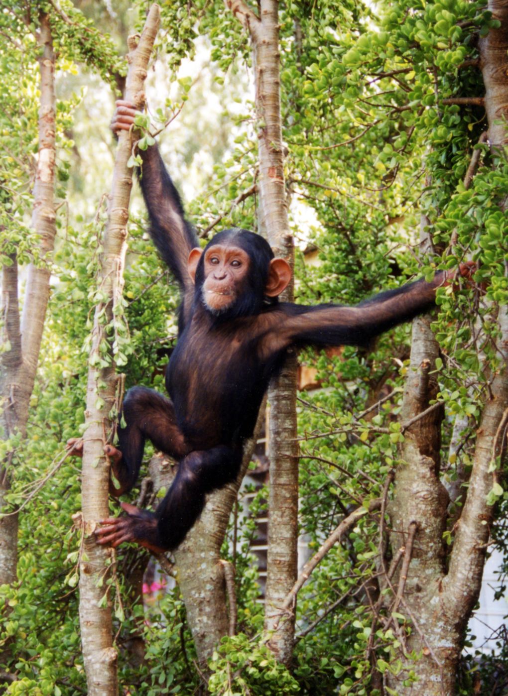 chimp